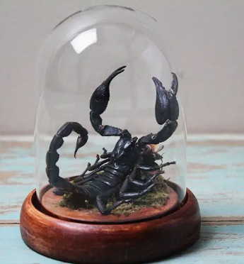 taxidermy scorpion in dome