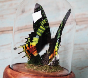 Urania Ripheus or Sunset Moth in A Dome