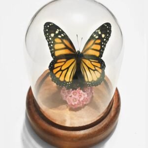 Monarch butterfly in dome