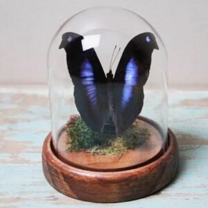 Moonset butterfly in a dome