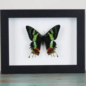 Sunset moth in frame
